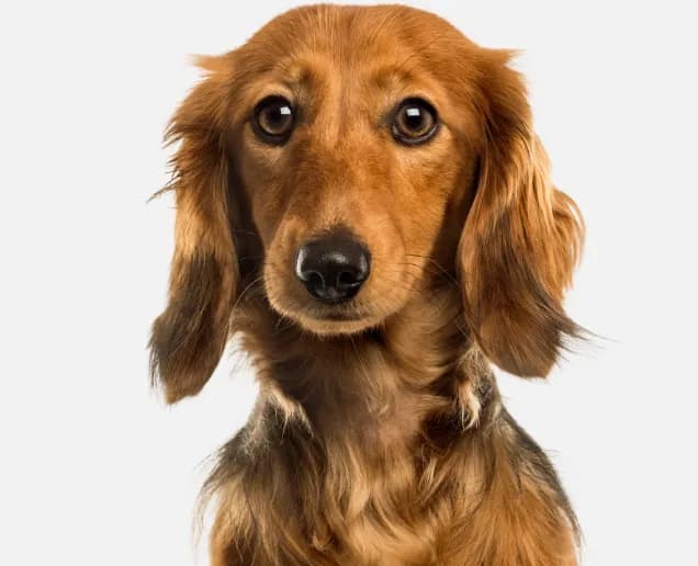 mon chien kiwi